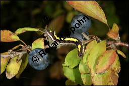 Gewöhnliche Schlehe, Schwarzdorn, Prunus spinosa, Rosaceae, Prunus spinosa, Gewöhnliche Schlehe, Schwarzdorn, Habitus blühend Kauf von 00859prunus_spinosa_acronicta_psiimg_4342.jpg