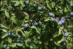 Gewöhnliche Schlehe, Schwarzdorn, Prunus spinosa, Rosaceae, Prunus spinosa, Gewöhnliche Schlehe, Schwarzdorn, Habitus blühend Kauf von 00859prunus_spinosaimg_3535.jpg