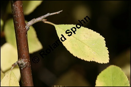 Gewöhnliche Schlehe, Schwarzdorn, Prunus spinosa, Rosaceae, Prunus spinosa, Gewöhnliche Schlehe, Schwarzdorn, Habitus blühend Kauf von 00859prunus_spinosaimg_4148.jpg