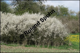 Gewöhnliche Schlehe, Schwarzdorn, Prunus spinosa, Rosaceae, Prunus spinosa, Gewöhnliche Schlehe, Schwarzdorn, Habitus blühend Kauf von 00859prunus_spinosaimg_6467.jpg