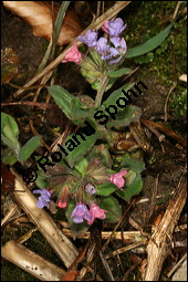 Dunkles Lungenkraut, Ungeflecktes Lungenkraut, Pulmonaria obscura, Boraginaceae, Pulmonaria obscura, Dunkles Lungenkraut, Ungeflecktes Lungenkraut, Kelch Kauf von 00865pulmonaria_obscuraimg_5503.jpg