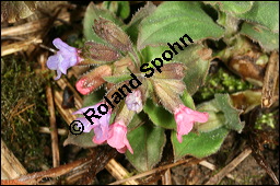 Dunkles Lungenkraut, Ungeflecktes Lungenkraut, Pulmonaria obscura, Boraginaceae, Pulmonaria obscura, Dunkles Lungenkraut, Ungeflecktes Lungenkraut, Kelch Kauf von 00865pulmonaria_obscuraimg_5504.jpg