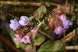 Dunkles Lungenkraut, Ungeflecktes Lungenkraut, Pulmonaria obscura, Boraginaceae, Pulmonaria obscura, Dunkles Lungenkraut, Ungeflecktes Lungenkraut, Kelch Kauf von 00865pulmonaria_obscuraimg_5505.jpg