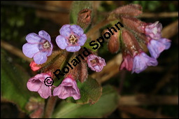 Dunkles Lungenkraut, Ungeflecktes Lungenkraut, Pulmonaria obscura, Boraginaceae, Pulmonaria obscura, Dunkles Lungenkraut, Ungeflecktes Lungenkraut, Kelch Kauf von 00865pulmonaria_obscuraimg_5506.jpg