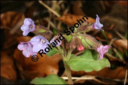 Dunkles Lungenkraut, Ungeflecktes Lungenkraut, Pulmonaria obscura, Boraginaceae, Pulmonaria obscura, Dunkles Lungenkraut, Ungeflecktes Lungenkraut, Kelch Kauf von 00865pulmonaria_obscuraimg_5515.jpg