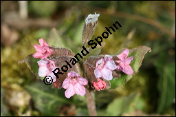 Dunkles Lungenkraut, Ungeflecktes Lungenkraut, Pulmonaria obscura, Boraginaceae, Pulmonaria obscura, Dunkles Lungenkraut, Ungeflecktes Lungenkraut, Kelch Kauf von 00865pulmonaria_obscuraimg_5787.jpg