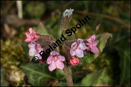 Dunkles Lungenkraut, Ungeflecktes Lungenkraut, Pulmonaria obscura, Boraginaceae, Pulmonaria obscura, Dunkles Lungenkraut, Ungeflecktes Lungenkraut, Kelch Kauf von 00865pulmonaria_obscuraimg_5788.jpg