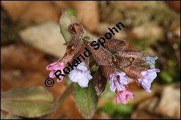 Dunkles Lungenkraut, Ungeflecktes Lungenkraut, Pulmonaria obscura, Boraginaceae, Pulmonaria obscura, Dunkles Lungenkraut, Ungeflecktes Lungenkraut, Kelch Kauf von 00865pulmonaria_obscuraimg_5789.jpg