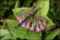 Dunkles Lungenkraut, Ungeflecktes Lungenkraut, Pulmonaria obscura, Boraginaceae, Pulmonaria obscura, Dunkles Lungenkraut, Ungeflecktes Lungenkraut, Kelch Kauf von 00865pulmonaria_obscuraimg_5793.jpg