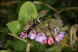 Dunkles Lungenkraut, Ungeflecktes Lungenkraut, Pulmonaria obscura, Boraginaceae, Pulmonaria obscura, Dunkles Lungenkraut, Ungeflecktes Lungenkraut, Kelch Kauf von 00865pulmonaria_obscuraimg_5794.jpg