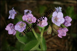 Dunkles Lungenkraut, Ungeflecktes Lungenkraut, Pulmonaria obscura, Boraginaceae, Pulmonaria obscura, Dunkles Lungenkraut, Ungeflecktes Lungenkraut, Kelch Kauf von 00865pulmonaria_obscuraimg_5871.jpg