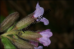 Dunkles Lungenkraut, Ungeflecktes Lungenkraut, Pulmonaria obscura, Boraginaceae, Pulmonaria obscura, Dunkles Lungenkraut, Ungeflecktes Lungenkraut, Kelch Kauf von 00865pulmonaria_obscuraimg_5872.jpg