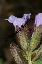 Dunkles Lungenkraut, Ungeflecktes Lungenkraut, Pulmonaria obscura, Boraginaceae, Pulmonaria obscura, Dunkles Lungenkraut, Ungeflecktes Lungenkraut, Kelch Kauf von 00865pulmonaria_obscuraimg_5874.jpg