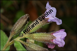 Dunkles Lungenkraut, Ungeflecktes Lungenkraut, Pulmonaria obscura, Boraginaceae, Pulmonaria obscura, Dunkles Lungenkraut, Ungeflecktes Lungenkraut, Kelch Kauf von 00865pulmonaria_obscuraimg_5875.jpg