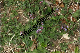 Dunkles Lungenkraut, Ungeflecktes Lungenkraut, Pulmonaria obscura, Boraginaceae, Pulmonaria obscura, Dunkles Lungenkraut, Ungeflecktes Lungenkraut, Kelch Kauf von 00865pulmonaria_obscuraimg_6298.jpg