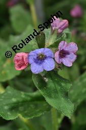 Echtes Lungenkraut, Kleingeflecktes Lungenkraut, Pulmonaria officinalis, Boraginaceae, Pulmonaria officinalis, Echtes Lungenkraut, Kleingeflecktes Lungenkraut, Blühend Kauf von 00866_pulmonaria_officinalis_dsc_8774.jpg