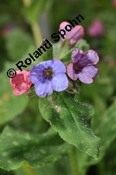 Echtes Lungenkraut, Kleingeflecktes Lungenkraut, Pulmonaria officinalis, Boraginaceae, Pulmonaria officinalis, Echtes Lungenkraut, Kleingeflecktes Lungenkraut, Blühend Kauf von 00866_pulmonaria_officinalis_dsc_8775.jpg