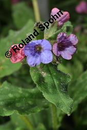 Echtes Lungenkraut, Kleingeflecktes Lungenkraut, Pulmonaria officinalis, Boraginaceae, Pulmonaria officinalis, Echtes Lungenkraut, Kleingeflecktes Lungenkraut, Blühend Kauf von 00866_pulmonaria_officinalis_dsc_8776.jpg