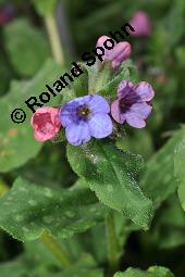 Echtes Lungenkraut, Kleingeflecktes Lungenkraut, Pulmonaria officinalis, Boraginaceae, Pulmonaria officinalis, Echtes Lungenkraut, Kleingeflecktes Lungenkraut, Blühend Kauf von 00866_pulmonaria_officinalis_dsc_8777.jpg