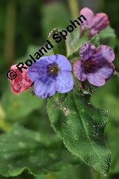 Echtes Lungenkraut, Kleingeflecktes Lungenkraut, Pulmonaria officinalis, Boraginaceae, Pulmonaria officinalis, Echtes Lungenkraut, Kleingeflecktes Lungenkraut, Blühend Kauf von 00866_pulmonaria_officinalis_dsc_8778.jpg