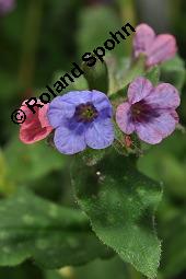 Echtes Lungenkraut, Kleingeflecktes Lungenkraut, Pulmonaria officinalis, Boraginaceae, Pulmonaria officinalis, Echtes Lungenkraut, Kleingeflecktes Lungenkraut, Blhend Kauf von 00866_pulmonaria_officinalis_dsc_8779.jpg