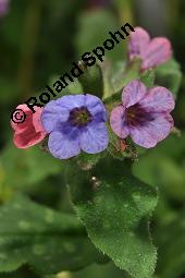 Echtes Lungenkraut, Kleingeflecktes Lungenkraut, Pulmonaria officinalis, Boraginaceae, Pulmonaria officinalis, Echtes Lungenkraut, Kleingeflecktes Lungenkraut, Blhend Kauf von 00866_pulmonaria_officinalis_dsc_8780.jpg