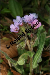 Echtes Lungenkraut, Kleingeflecktes Lungenkraut, Pulmonaria officinalis, Boraginaceae, Pulmonaria officinalis, Echtes Lungenkraut, Kleingeflecktes Lungenkraut, Blühend Kauf von 00866pulmonaria_officinalisimg_6297.jpg