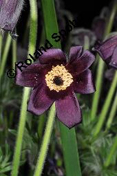 Wiesen-Küchenschelle, Wiesen-Kuhschelle, Pulsatilla pratensis, Ranunculaceae, Pulsatilla pratensis, Wiesen-Kuhschelle, Wiesen-Küchenschelle, fruchtend Kauf von 00867_pulsatilla_pratensis_dsc_8842.jpg