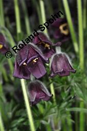 Wiesen-Kchenschelle, Wiesen-Kuhschelle, Pulsatilla pratensis, Ranunculaceae, Pulsatilla pratensis, Wiesen-Kuhschelle, Wiesen-Kchenschelle, fruchtend Kauf von 00867_pulsatilla_pratensis_dsc_8845.jpg