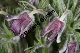 Wiesen-Küchenschelle, Wiesen-Kuhschelle, Pulsatilla pratensis, Ranunculaceae, Pulsatilla pratensis, Wiesen-Kuhschelle, Wiesen-Küchenschelle, fruchtend Kauf von 00867pulsatilla_pratensisimg_5741.jpg