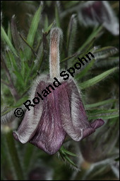 Wiesen-Kchenschelle, Wiesen-Kuhschelle, Pulsatilla pratensis, Ranunculaceae, Pulsatilla pratensis, Wiesen-Kuhschelle, Wiesen-Kchenschelle, fruchtend Kauf von 00867pulsatilla_pratensisimg_5742.jpg