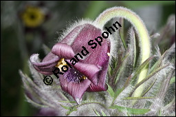 Wiesen-Küchenschelle, Wiesen-Kuhschelle, Pulsatilla pratensis, Ranunculaceae, Pulsatilla pratensis, Wiesen-Kuhschelle, Wiesen-Küchenschelle, fruchtend Kauf von 00867pulsatilla_pratensisimg_5744.jpg