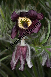 Wiesen-Kchenschelle, Wiesen-Kuhschelle, Pulsatilla pratensis, Ranunculaceae, Pulsatilla pratensis, Wiesen-Kuhschelle, Wiesen-Kchenschelle, fruchtend Kauf von 00867pulsatilla_pratensisimg_5745.jpg