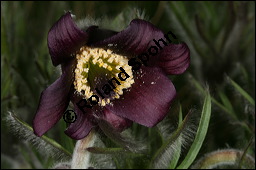 Wiesen-Kchenschelle, Wiesen-Kuhschelle, Pulsatilla pratensis, Ranunculaceae, Pulsatilla pratensis, Wiesen-Kuhschelle, Wiesen-Kchenschelle, fruchtend Kauf von 00867pulsatilla_pratensisimg_5746.jpg