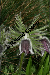 Wiesen-Kchenschelle, Wiesen-Kuhschelle, Pulsatilla pratensis, Ranunculaceae, Pulsatilla pratensis, Wiesen-Kuhschelle, Wiesen-Kchenschelle, fruchtend Kauf von 00867pulsatilla_pratensisimg_5747.jpg