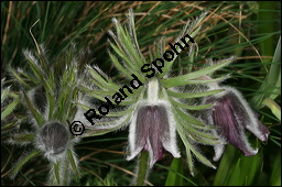 Wiesen-Kchenschelle, Wiesen-Kuhschelle, Pulsatilla pratensis, Ranunculaceae, Pulsatilla pratensis, Wiesen-Kuhschelle, Wiesen-Kchenschelle, fruchtend Kauf von 00867pulsatilla_pratensisimg_5748.jpg