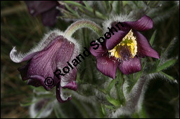 Wiesen-Kchenschelle, Wiesen-Kuhschelle, Pulsatilla pratensis, Ranunculaceae, Pulsatilla pratensis, Wiesen-Kuhschelle, Wiesen-Kchenschelle, fruchtend Kauf von 00867pulsatilla_pratensisimg_5749.jpg