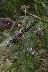 Wiesen-Küchenschelle, Wiesen-Kuhschelle, Pulsatilla pratensis, Ranunculaceae, Pulsatilla pratensis, Wiesen-Kuhschelle, Wiesen-Küchenschelle, fruchtend Kauf von 00867pulsatilla_pratensisimg_5750.jpg