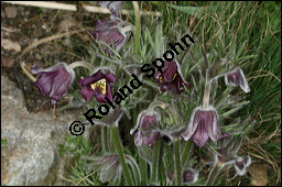 Wiesen-Kchenschelle, Wiesen-Kuhschelle, Pulsatilla pratensis, Ranunculaceae, Pulsatilla pratensis, Wiesen-Kuhschelle, Wiesen-Kchenschelle, fruchtend Kauf von 00867pulsatilla_pratensisimg_5751.jpg