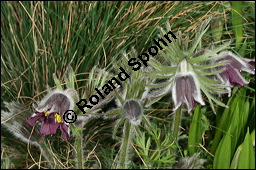 Wiesen-Küchenschelle, Wiesen-Kuhschelle, Pulsatilla pratensis, Ranunculaceae, Pulsatilla pratensis, Wiesen-Kuhschelle, Wiesen-Küchenschelle, fruchtend Kauf von 00867pulsatilla_pratensisimg_5753.jpg