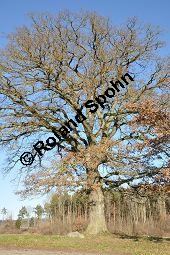 Stiel-Eiche, Sommer-Eiche, Quercus robur, Fagaceae, Quercus robur, Quercus pedunculata, Stiel-Eiche, Sommer-Eiche, Stammausschnitt Kauf von 00871_quercus_robur_dsc_1516.jpg