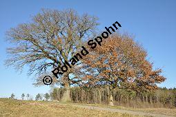 Stiel-Eiche, Sommer-Eiche, Quercus robur, Fagaceae, Quercus robur, Quercus pedunculata, Stiel-Eiche, Sommer-Eiche, Stammausschnitt Kauf von 00871_quercus_robur_dsc_1517.jpg