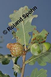 Stiel-Eiche, Sommer-Eiche, Quercus robur, Fagaceae, Quercus robur, Quercus pedunculata, Stiel-Eiche, Sommer-Eiche, Stammausschnitt Kauf von 00871_quercus_robur_dsc_4033.jpg