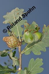 Stiel-Eiche, Sommer-Eiche, Quercus robur, Fagaceae, Quercus robur, Quercus pedunculata, Stiel-Eiche, Sommer-Eiche, Stammausschnitt Kauf von 00871_quercus_robur_dsc_4034.jpg