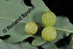 Stiel-Eiche, Sommer-Eiche, Quercus robur, Fagaceae, Quercus robur, Quercus pedunculata, Stiel-Eiche, Sommer-Eiche, Stammausschnitt Kauf von 00871_quercus_robur_dsc_4495.jpg