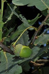 Stiel-Eiche, Sommer-Eiche, Quercus robur, Fagaceae, Quercus robur, Quercus pedunculata, Stiel-Eiche, Sommer-Eiche, Stammausschnitt Kauf von 00871_quercus_robur_dsc_6587.jpg