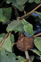 Stiel-Eiche, Sommer-Eiche, Quercus robur, Fagaceae, Quercus robur, Quercus pedunculata, Stiel-Eiche, Sommer-Eiche, Stammausschnitt Kauf von 00871_quercus_robur_dsc_6588.jpg