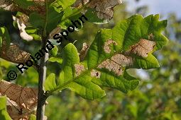 Panamaholz, Seifenrindenbaum, Quillaja saponaria, Rosaceae, Quillaja saponaria, Panamaholz, Seifenrinde, Seifenrindenbaum, Rinde Kauf von 00872_quercus_robur_dsc_3592.jpg