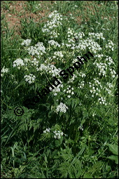 Wiesen-Kerbel, Anthriscus sylvestris, Apiaceae, Anthriscus sylvestris, Wiesen-Kerbel, Wiesenkerbel, Blühend Kauf von 00877anthriscus-sylvestrisimg_7090.jpg
