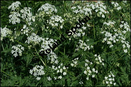 Wiesen-Kerbel, Anthriscus sylvestris, Apiaceae, Anthriscus sylvestris, Wiesen-Kerbel, Wiesenkerbel, Blühend Kauf von 00877anthriscus-sylvestrisimg_7091.jpg